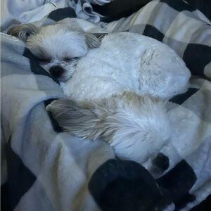 Meet your Posher, Devon